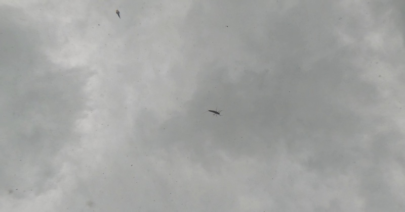 Majflue på overfladen 260201 mayflies fiskeperspektiv