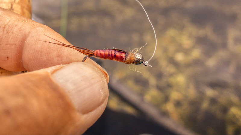 Fasanhale/kobbernymfe 221231 kobber fasan nymph