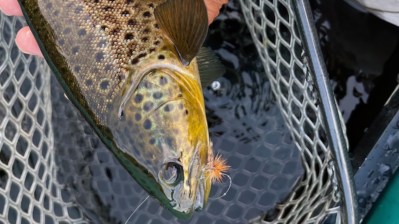 Ørred på tørflue 230108 dryfly trout mautch