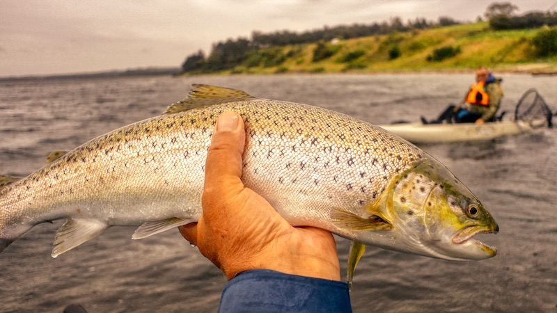 En ørred i hånden og en kajak i baggrunden Pontoon seatrout kajak